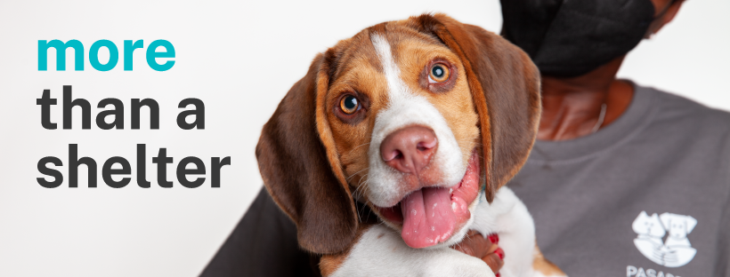 Pasadena Humane Society Donate cover image