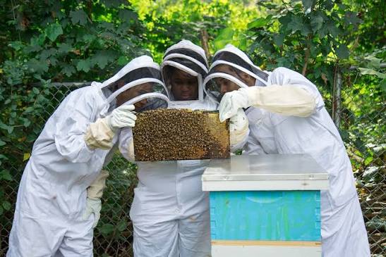 Donate to Huneebee Project cover image