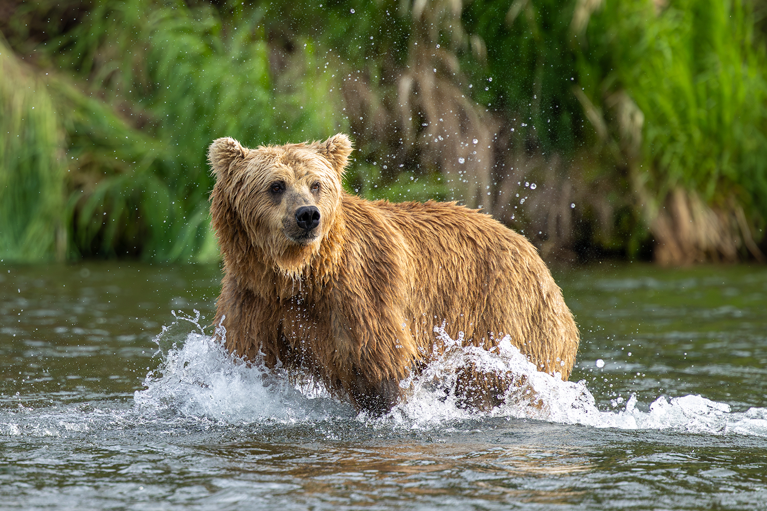 Keep Katmai Wild cover image