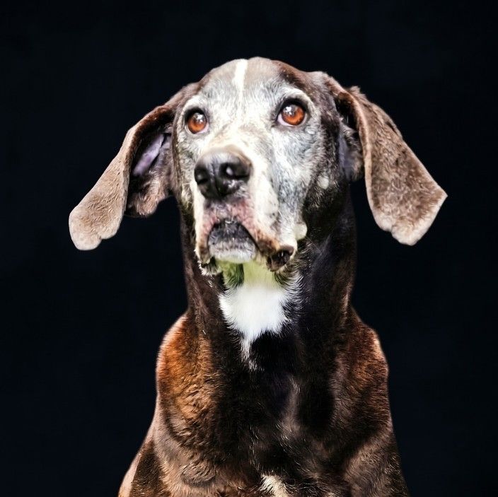 Help Save Bravo cover image