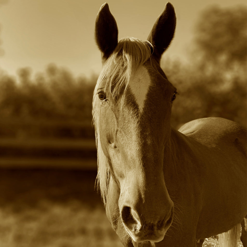 Support the Red Horse vision cover image