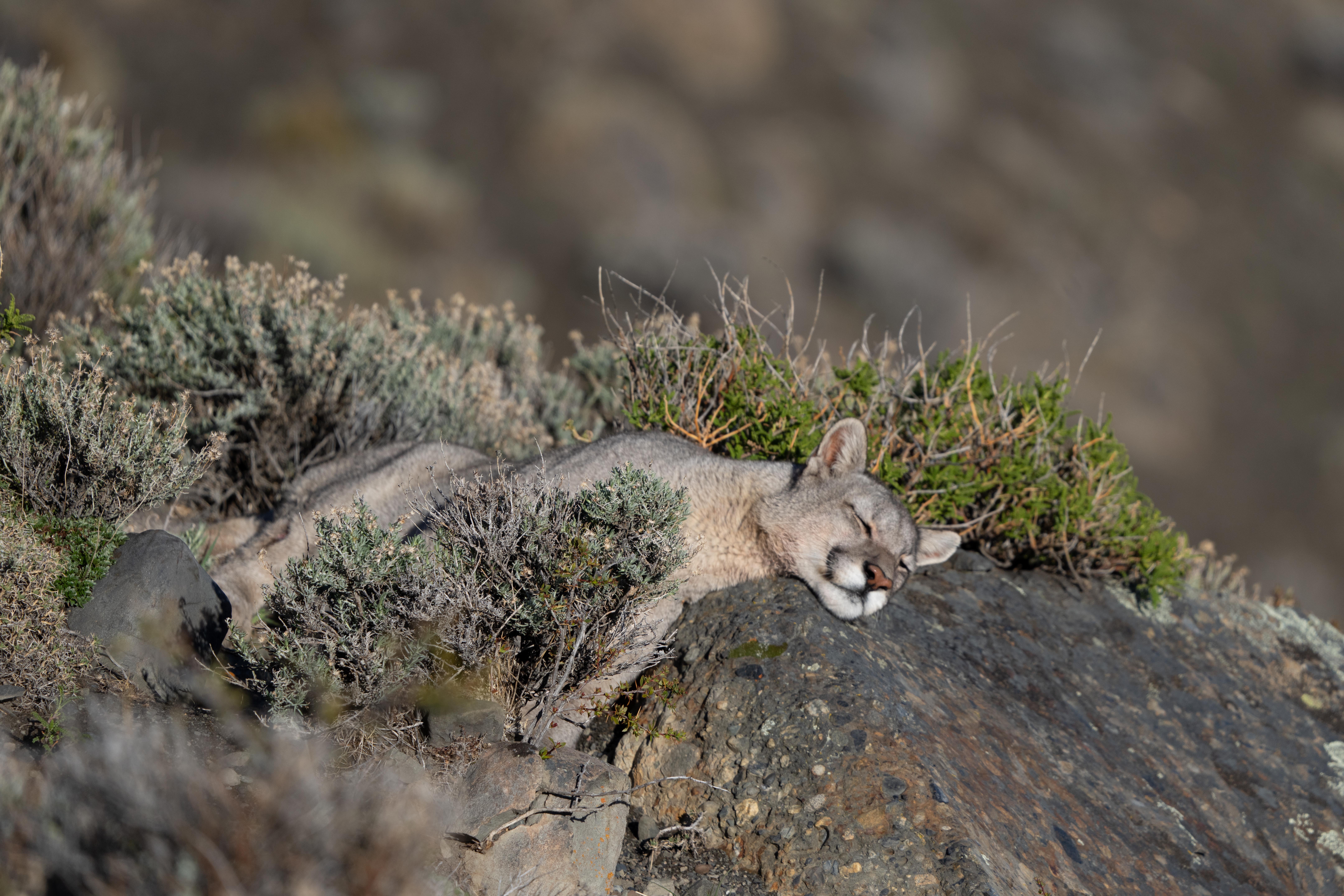 Felidae Conservation Fund cover image