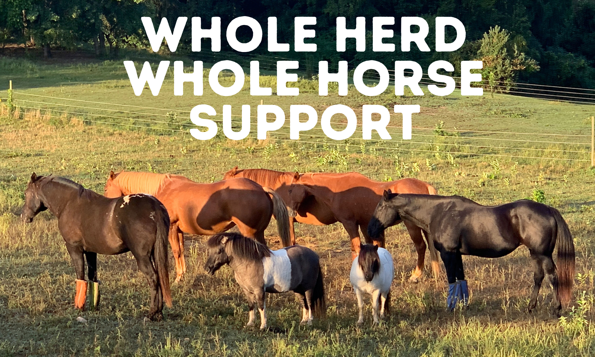 Support Horses of Red Horse cover image