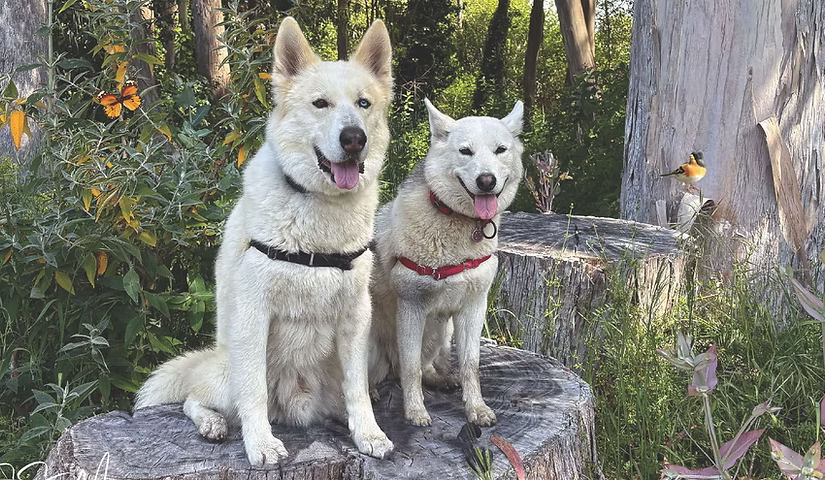 Northern California Dog Sled cover image