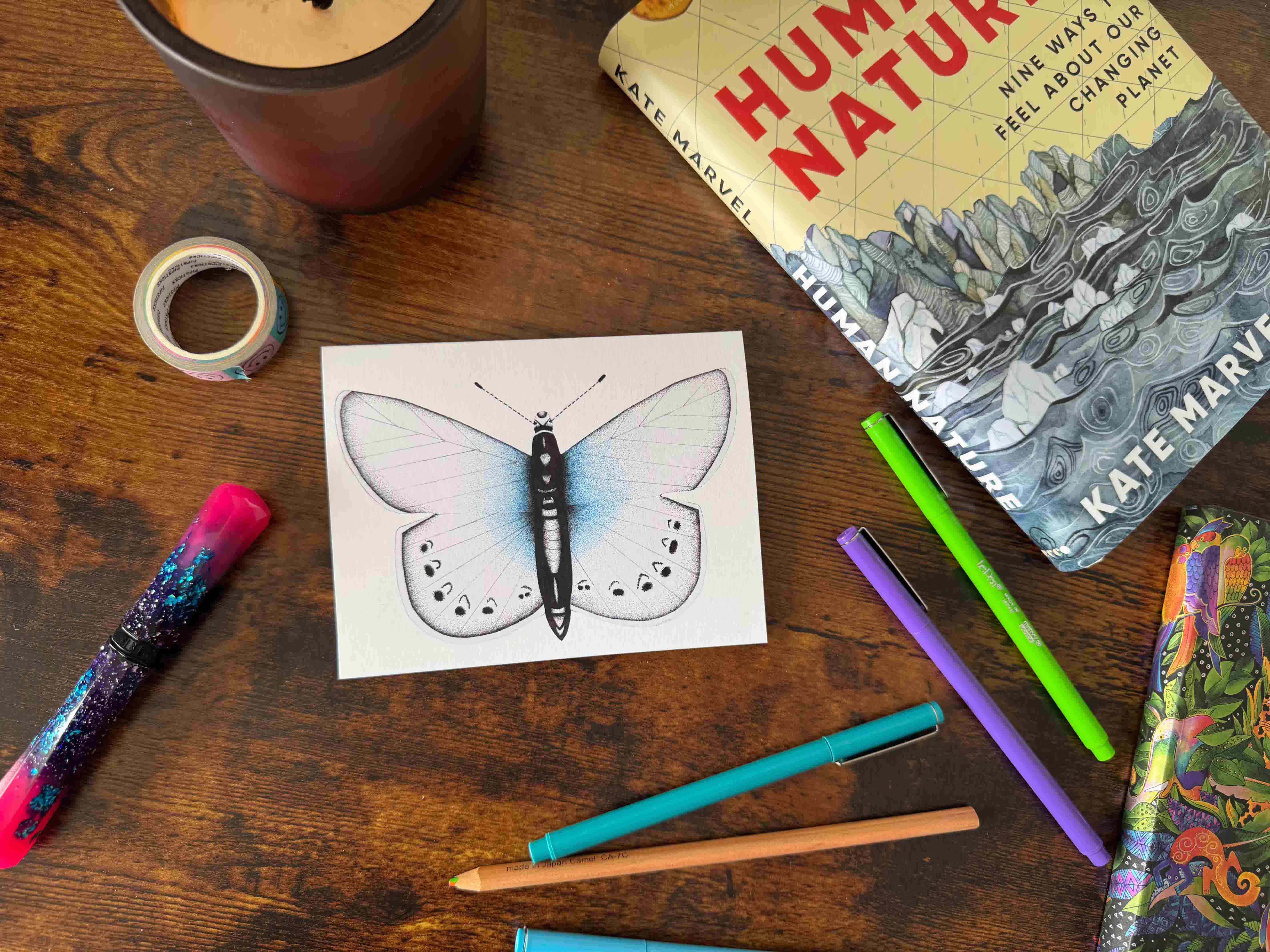 Western Pygmy Blue (25 pack) cover image